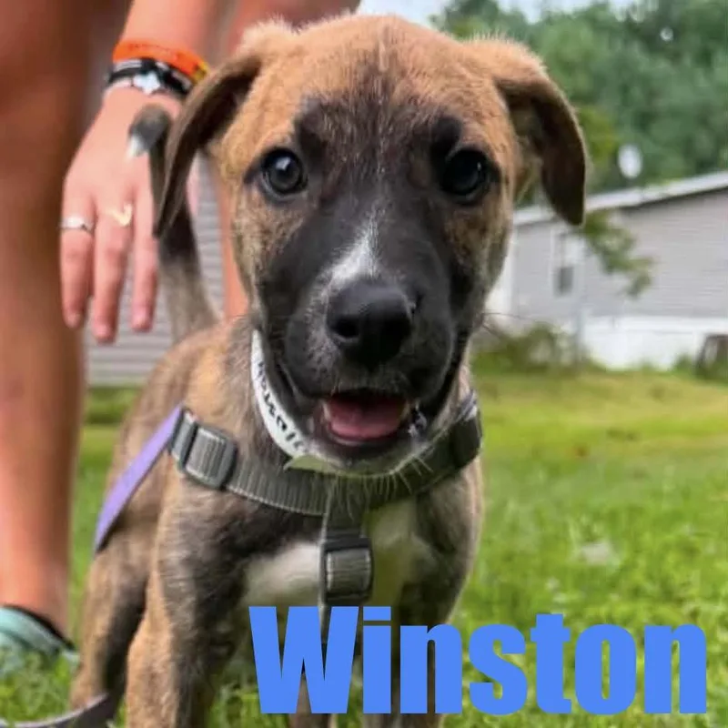 Winston thumbnail 2