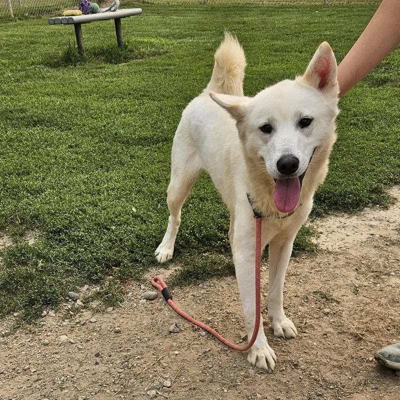An adult large-sized female White / Cream Husky dog named Calliope for adoption in Benton Harbor, MI