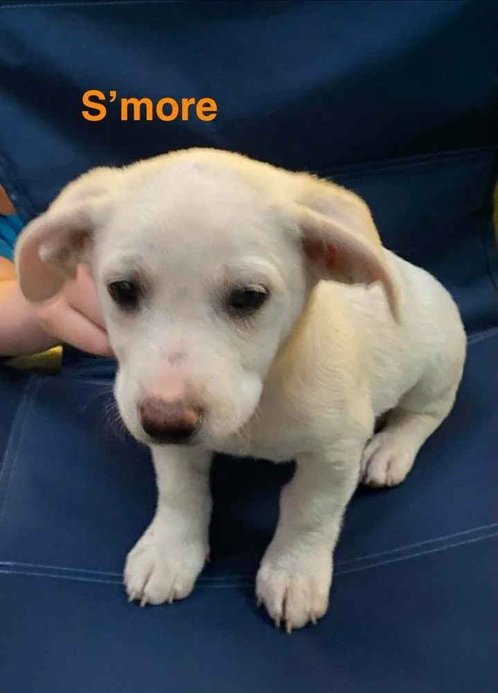 A baby large-sized male Labrador Retriever dog named S’more for adoption in Vancouver, WA