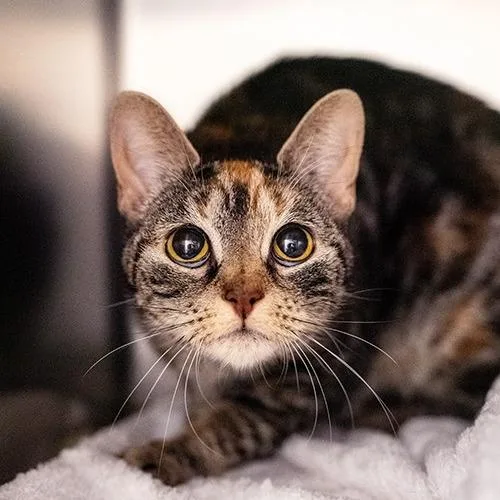 An adult medium-sized female Brown / Chocolate Domestic Short Hair cat named Anna for adoption in Brockton, MA