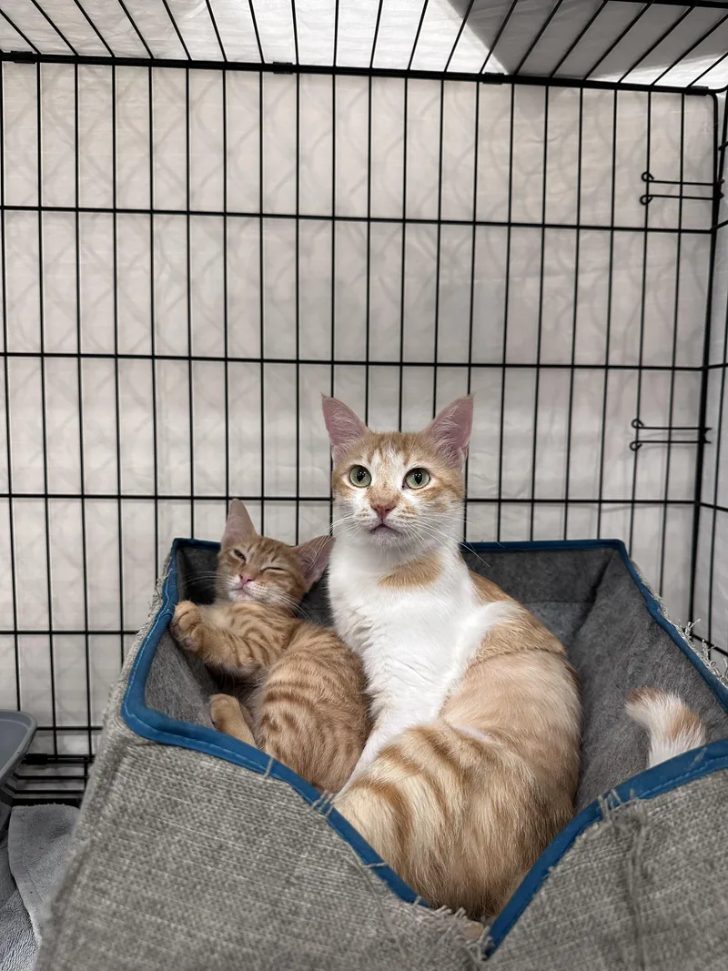 A young medium-sized female Orange & White Domestic Short Hair cat named Coco Mom and Tonight for adoption in Waltham, MA