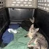 A baby small-sized male Gray / Blue / Silver Domestic Short Hair cat named Kenzo for adoption in West Palm Beach, FL