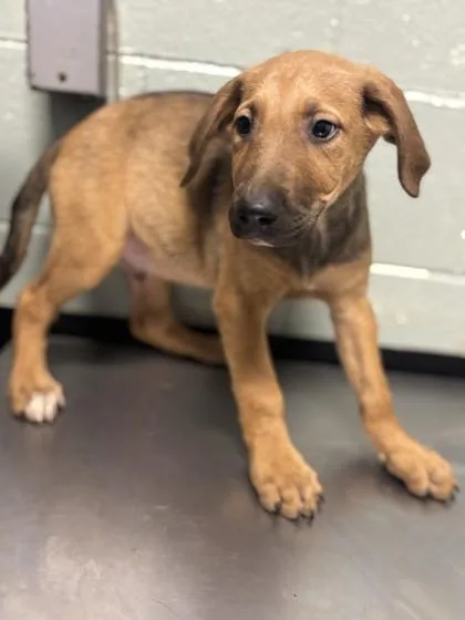 A baby medium-sized male German Shepherd Dog dog named Mr. Green for adoption in Red Bluff, CA