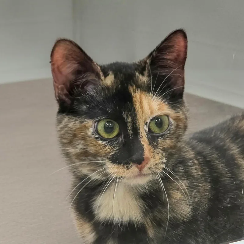 A young medium-sized female Domestic Short Hair cat named Tic for adoption in Cumming, GA