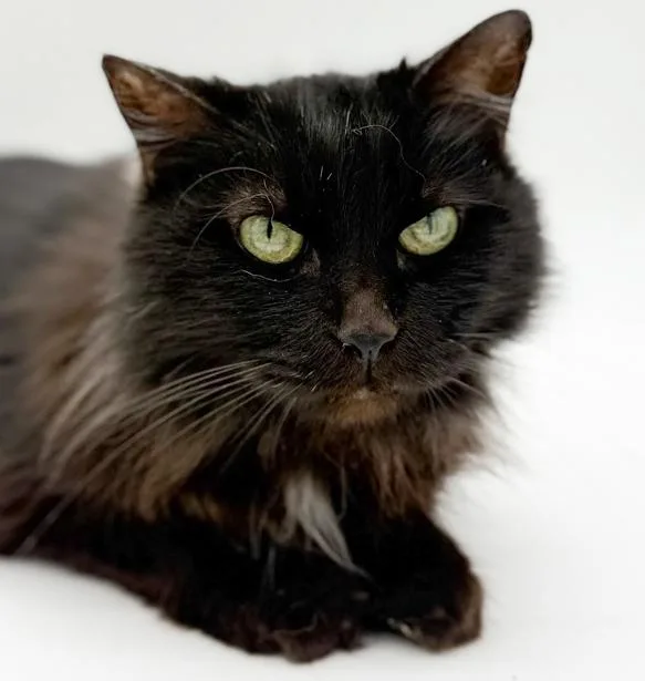 Bella And Milo  thumbnail 2