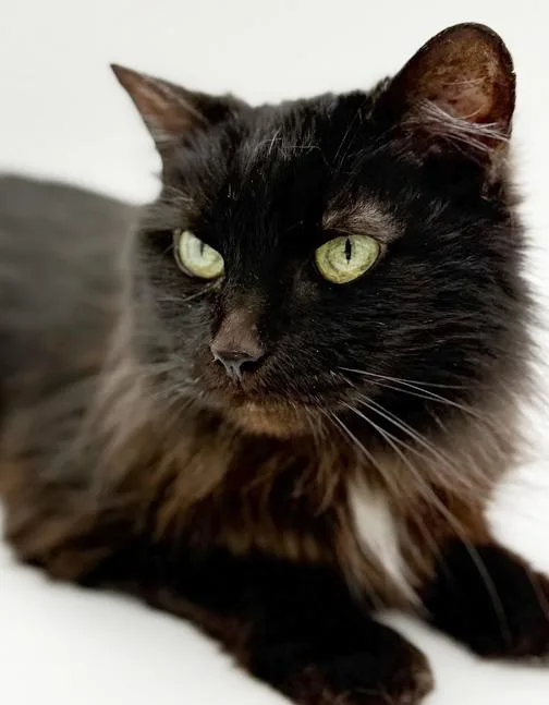 A young small-sized female Brown / Chocolate Maine Coon cat named Bella And Milo  for adoption in Bedford Hills, NY