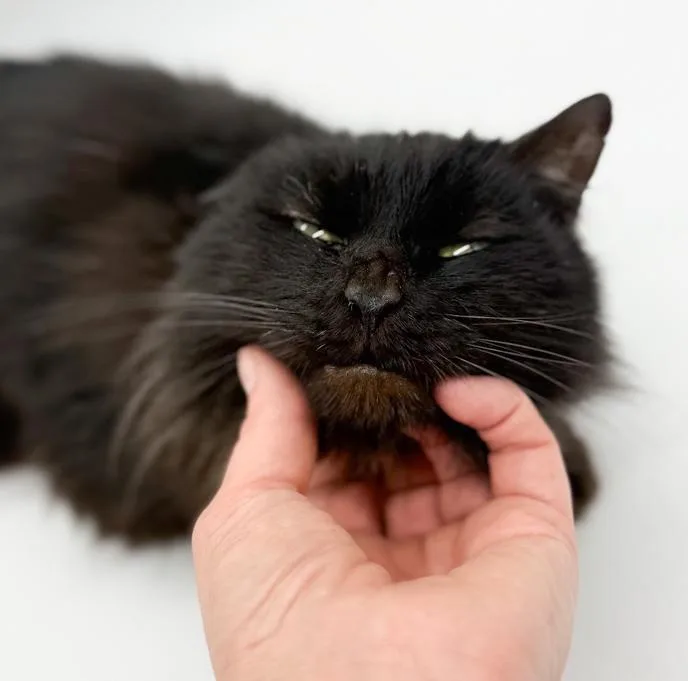 Bella And Milo  thumbnail 3