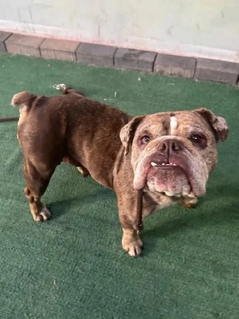 An adult medium-sized female English Bulldog dog named Jemma for adoption in Baldwin Park, CA