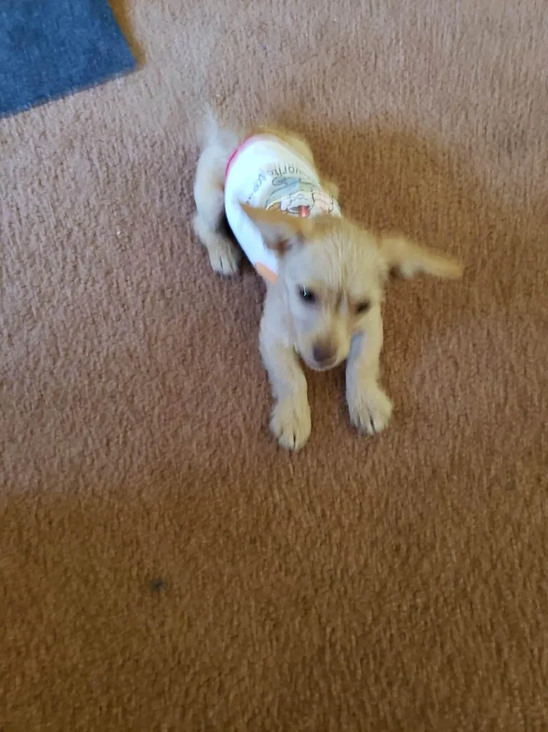 A baby small-sized female Yellow / Tan / Blond / Fawn Chihuahua dog named Lollipop for adoption in Eugene, OR