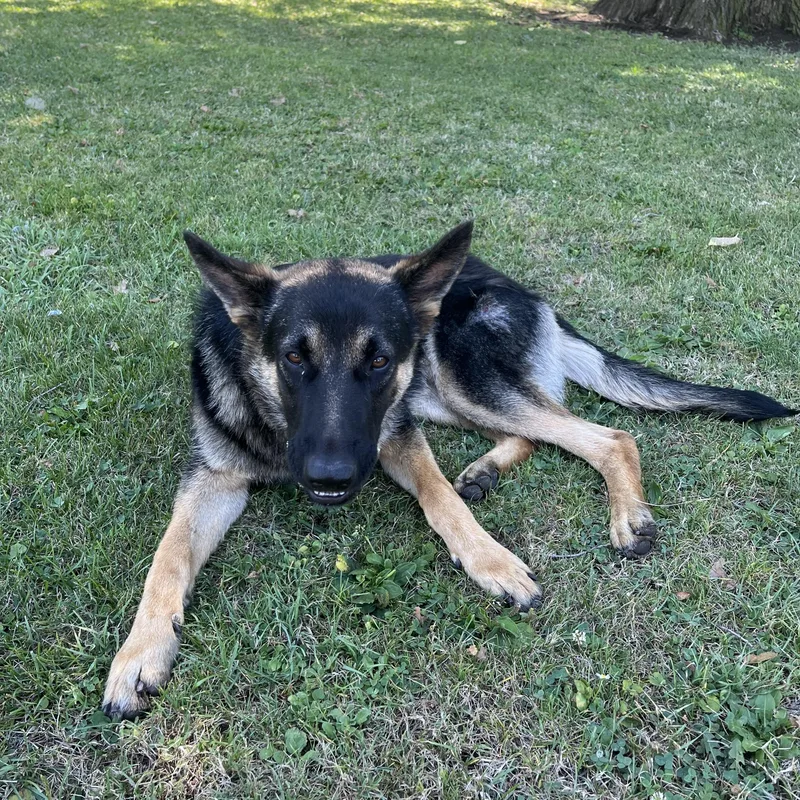 A young large-sized male Bicolor German Shepherd Dog dog named Ace for adoption in Stockton, CA