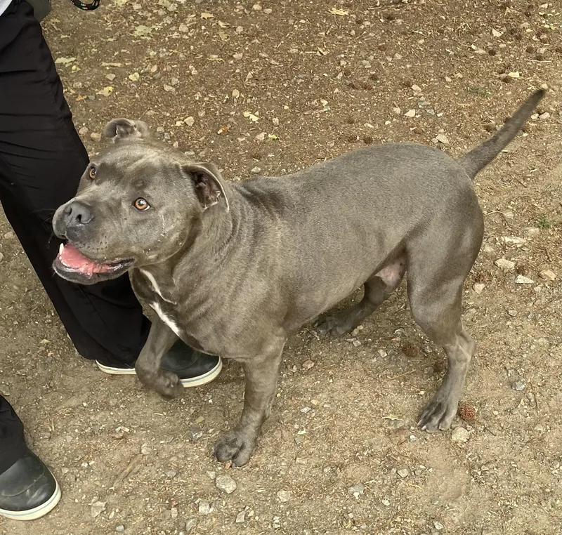 A young medium-sized male Gray / Blue / Silver American Bulldog dog named Dex for adoption in Heathsville, VA