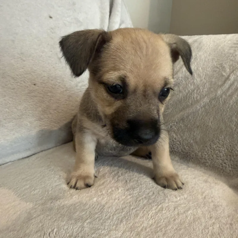 A baby small-sized female Apricot / Beige Border Terrier dog named Regina for adoption in San Diego, CA