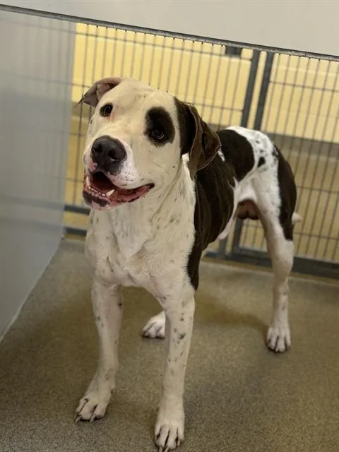 An adult large-sized male Pit Bull Terrier dog named Electric Uncle Sam for adoption in West Valley City, UT