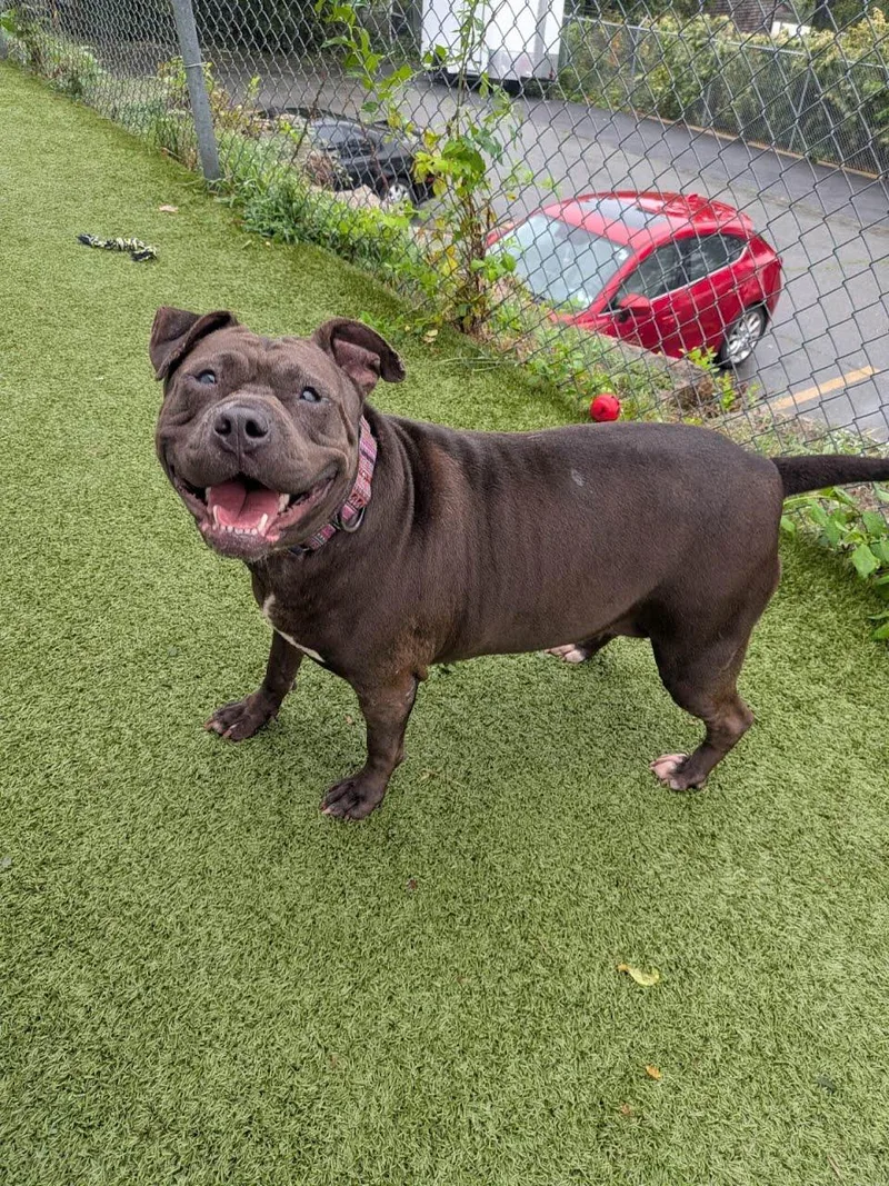 An adult medium-sized female Pit Bull Terrier dog named Sequoia for adoption in Fall River, MA