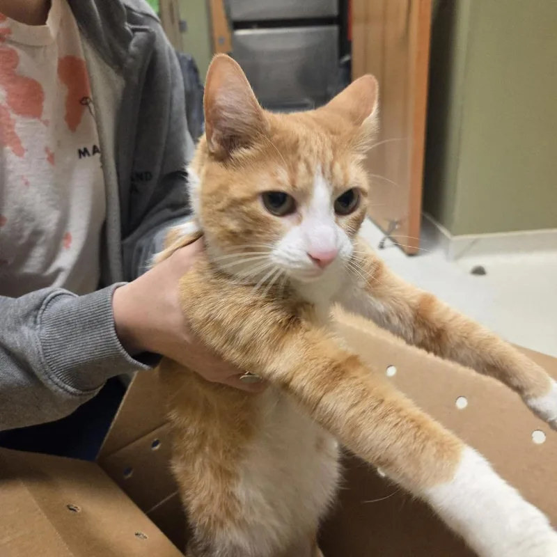 An adult medium-sized female Orange / Red Domestic Short Hair cat named Orange Roughy for adoption in Baltimore, MD