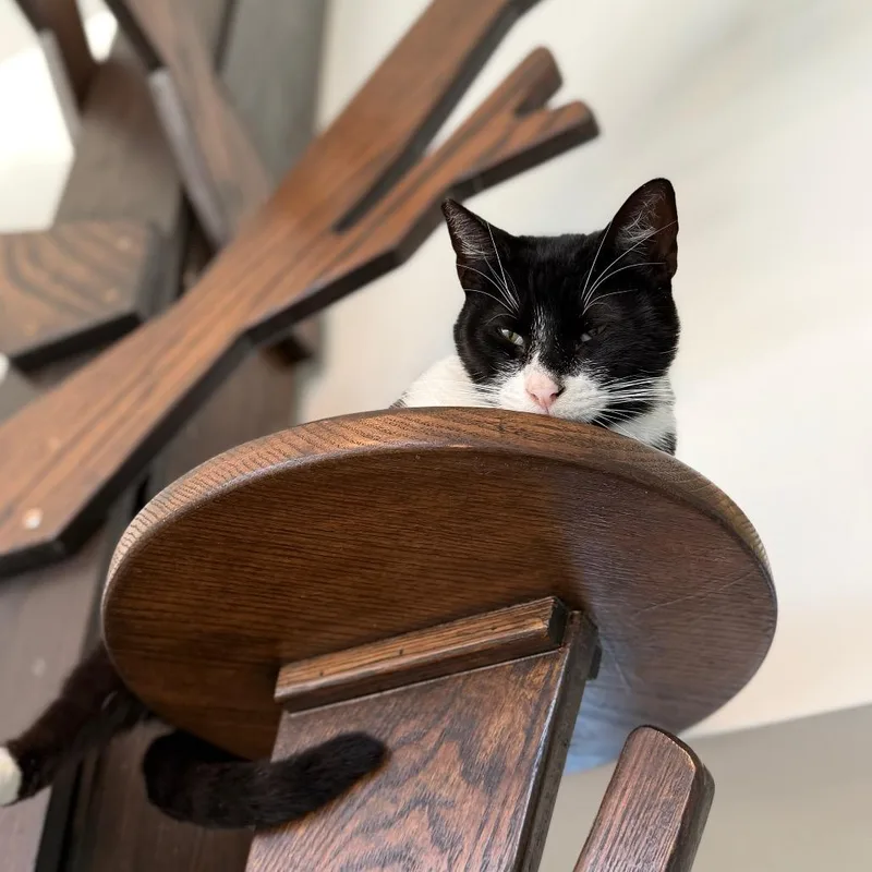An adult small-sized male Black Domestic Short Hair cat named Possum for adoption in Pacific Palisades, CA
