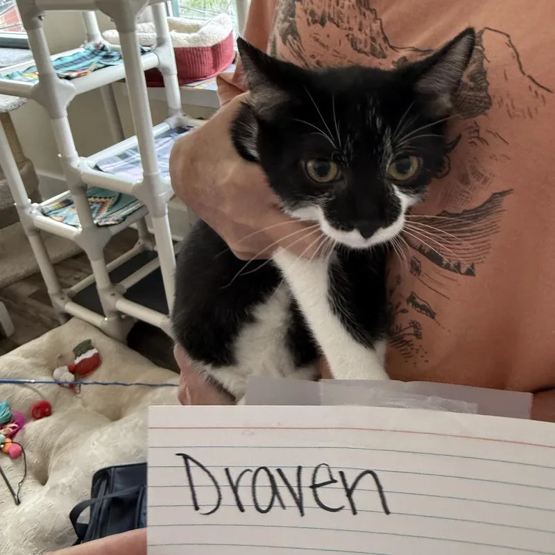 A baby small-sized male American Shorthair cat named DopeyDraven for adoption in Pittsburgh, PA