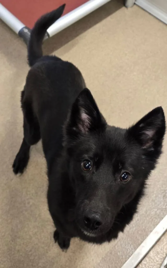 A young medium-sized female Schipperke dog named Foxy Lady for adoption in Ferndale, NY