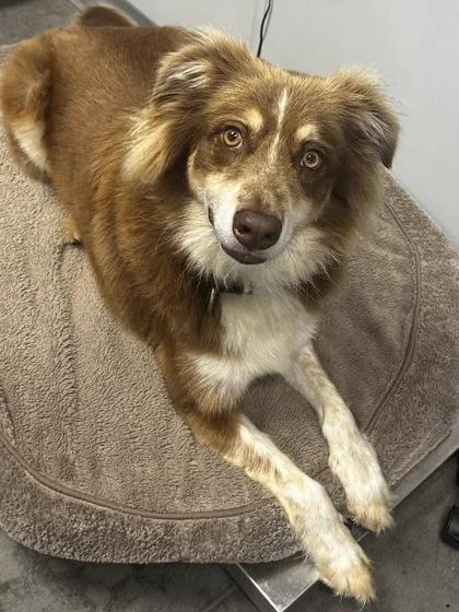 An adult medium-sized male Australian Shepherd dog named B O`Dell for adoption in North Charleston, SC