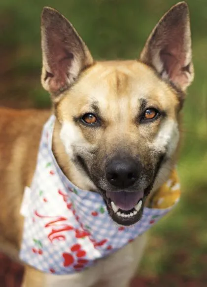 An adult medium-sized female Mixed Breed dog named Bell for adoption in Hamilton, OH