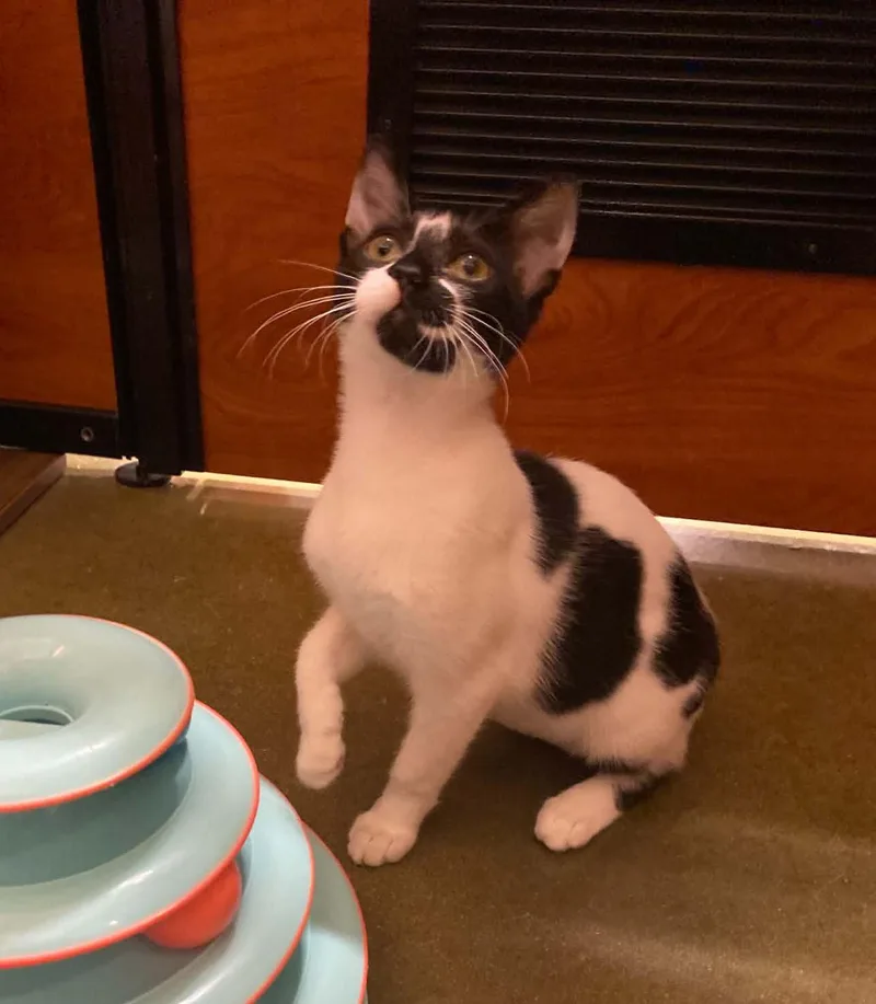 A baby small-sized female Domestic Short Hair cat named Cherry at PetSmart in for adoption in Bishop, GA