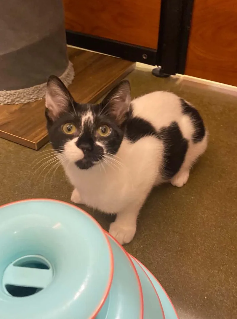 Cherry at PetSmart in thumbnail 2