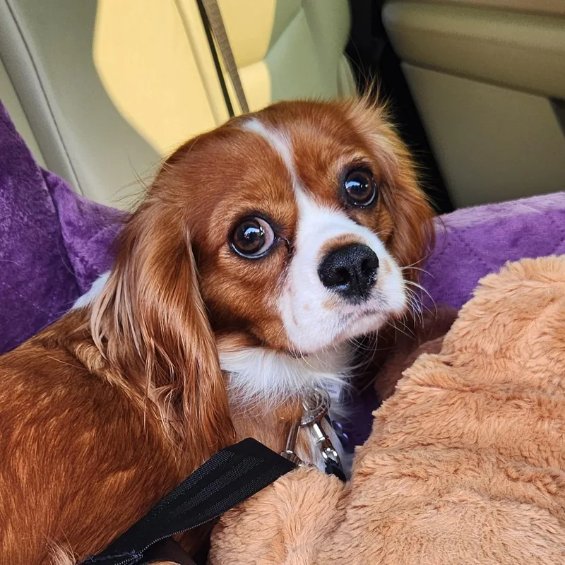 A young small-sized female Red / Chestnut / Orange Cavalier King Charles Spaniel dog named Rosie for adoption in Liberty Center, OH