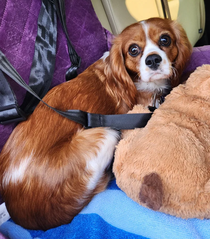 Rosie thumbnail 6