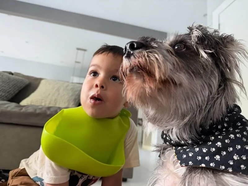 Benny Benito The Schnauzer