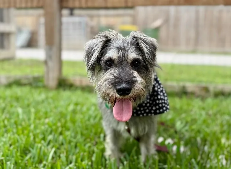 Benny Benito The Schnauzer thumbnail 2