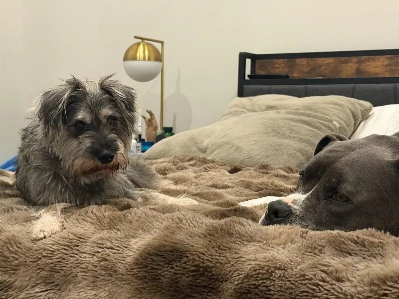 Benny Benito The Schnauzer thumbnail 4