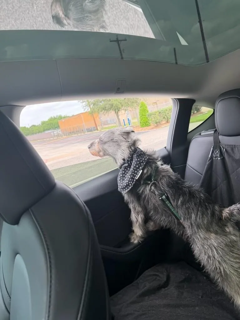 Benny Benito The Schnauzer thumbnail 5
