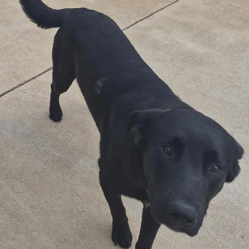 Duke