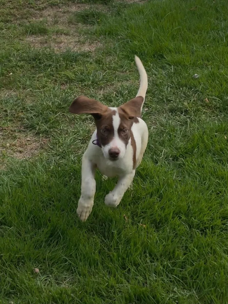 A baby medium-sized male Labrador Retriever dog named Mac for adoption in Levittown, NY