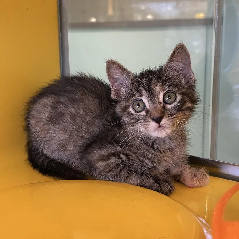 A baby small-sized female Brown / Chocolate Domestic Medium Hair cat named Chachula for adoption in Abilene, TX