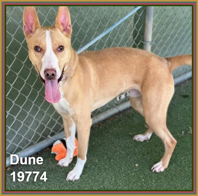 An adult medium-sized male Yellow / Tan / Blond / Fawn Pit Bull Terrier dog named Dune for adoption in Marietta, GA