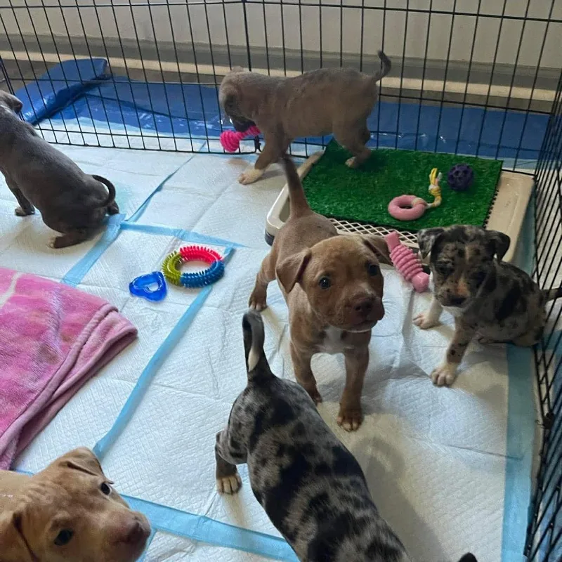 A baby small-sized male Brown / Chocolate Mixed Breed dog named Orca for adoption in Buffalo, MN
