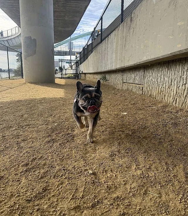 An adult small-sized female Black French Bulldog dog named Luna for adoption in Berkeley, CA