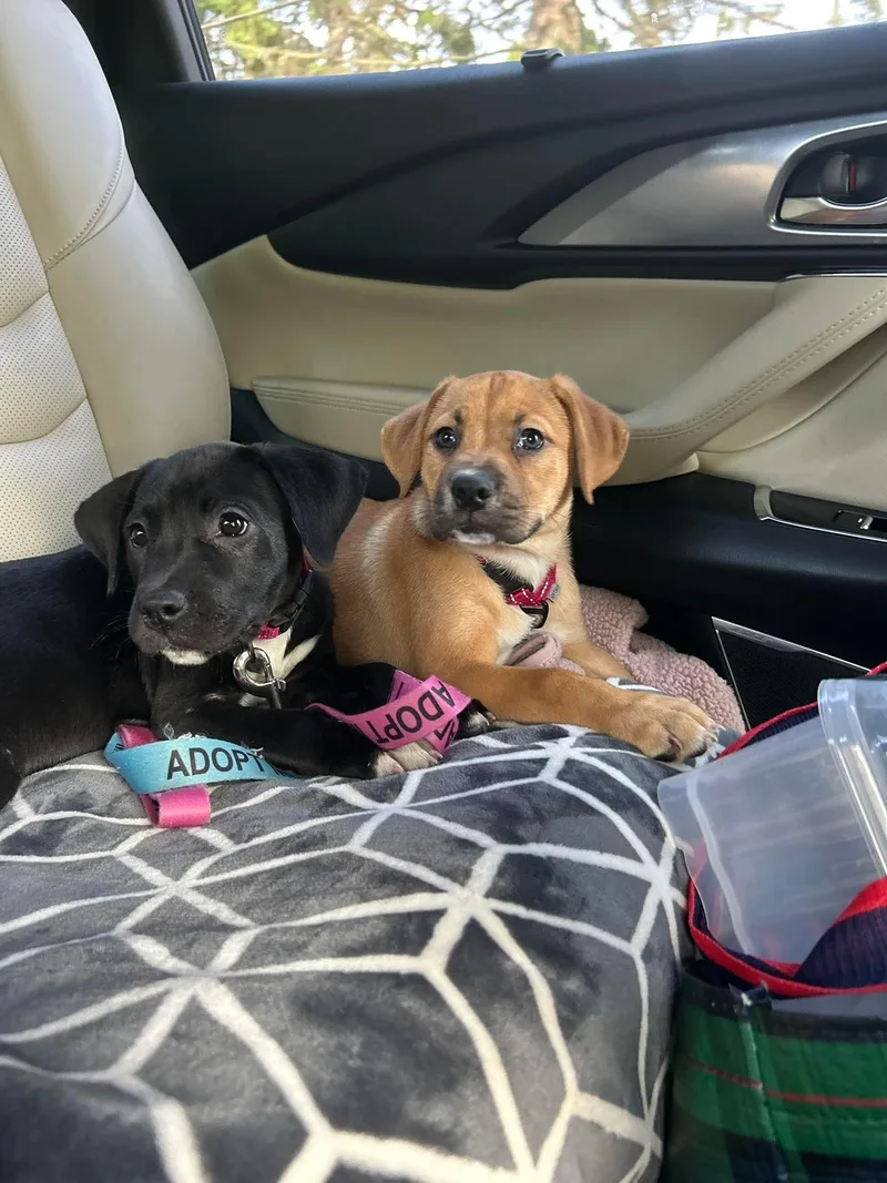 A baby medium-sized female Black Labrador Retriever dog named Skye for adoption in Bethlehem, PA
