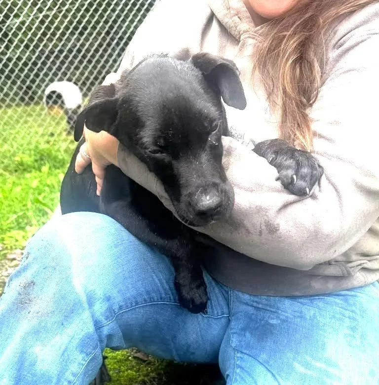 A baby medium-sized male Hound dog named Bashful for adoption in Hinton, WV