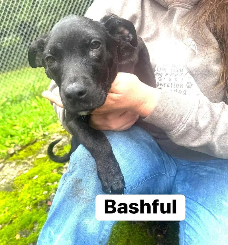 Bashful thumbnail 2