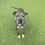 A senior medium-sized female Brindle Pit Bull Terrier dog named Poppy for adoption in Hilliard, OH