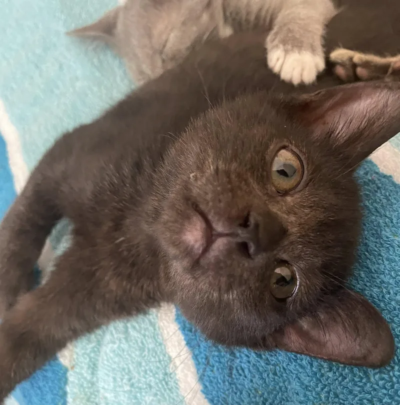 A baby medium-sized female Black Domestic Short Hair cat named Elwyn for adoption in Concord, NC