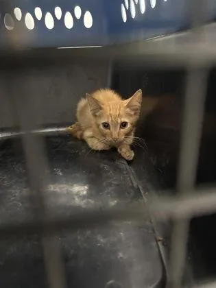 A baby small-sized male Domestic Short Hair cat named Reno for adoption in Cumming, GA