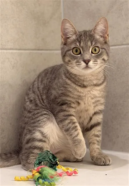 A young small-sized male Domestic Short Hair cat named Groovy for adoption in Charlotte, NC