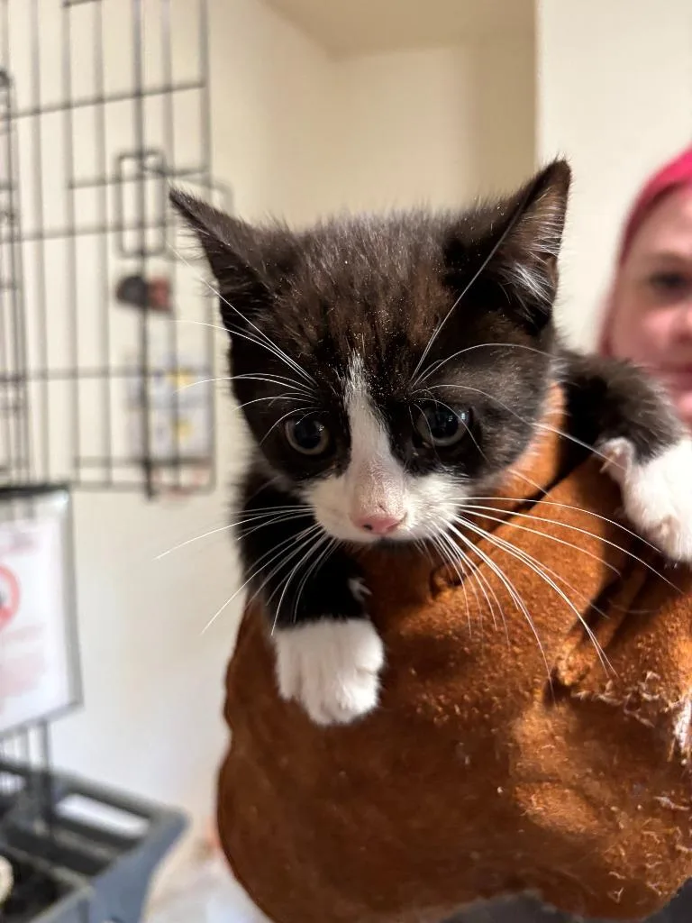 A baby medium-sized male Domestic Short Hair cat named Patrick for adoption in Thompson Falls, MT