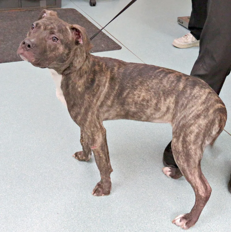 A young medium-sized female Brindle Pit Bull Terrier dog named Becca for adoption in Lexington, VA