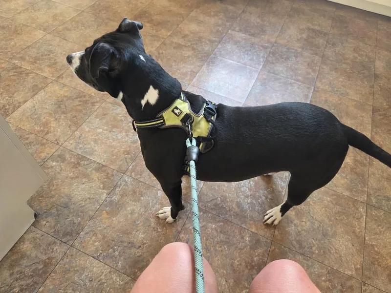 An adult medium-sized female Tricolor (Brown, Black, & White) Mixed Breed dog named Piper Anne for adoption in Clinton Township, MI