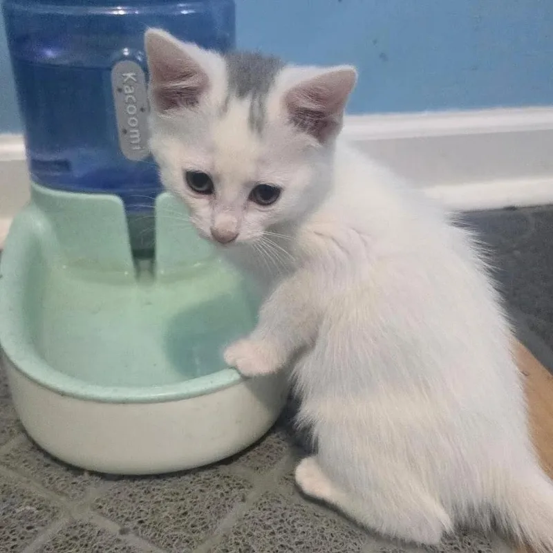 A baby small-sized female White Domestic Short Hair cat named Linen for adoption in Davison, MI