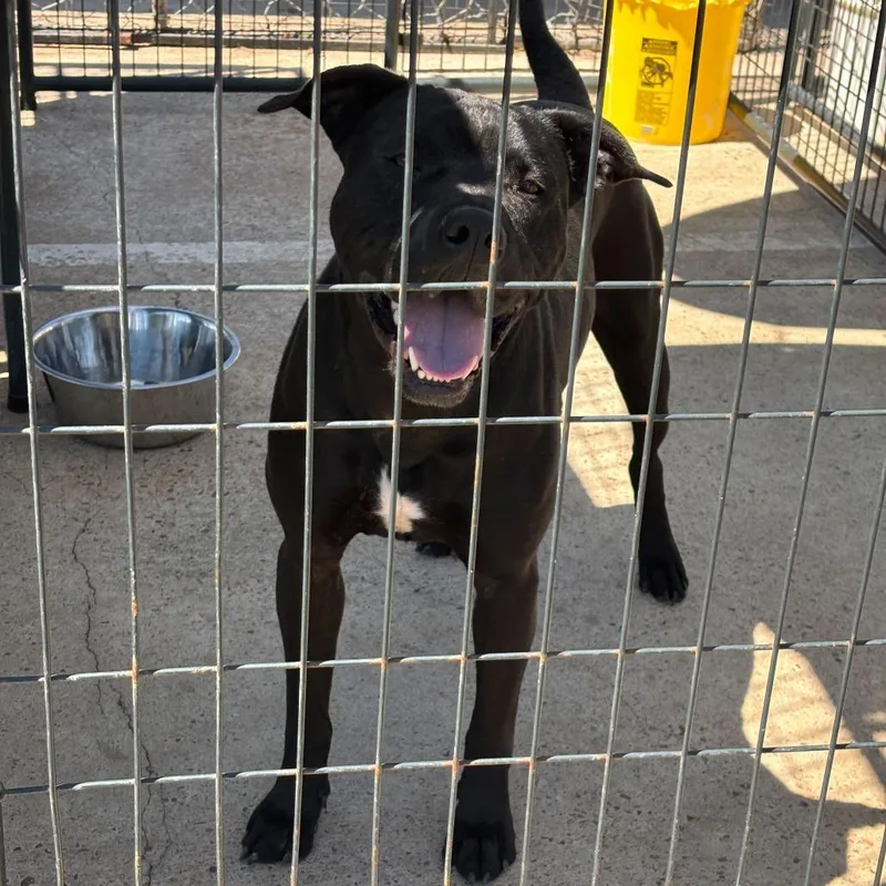 An adult large-sized male Black Mixed Breed dog named Siren for adoption in Lake Jackson, TX